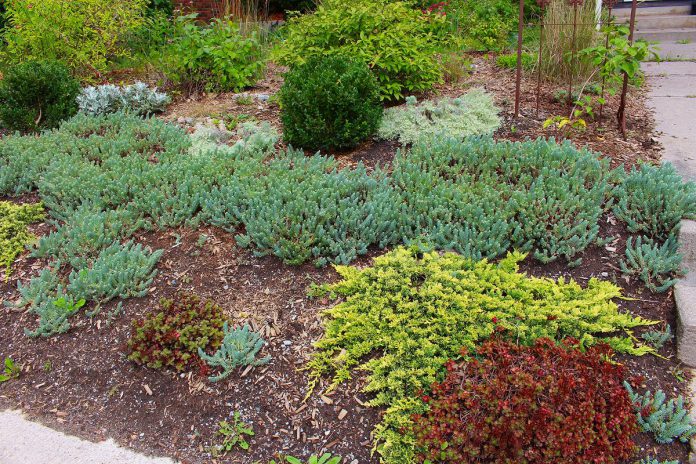 Succulent ground cover and low-growing coniferous shrubs provide a burst of colour against wood mulch that retains moisture in this water wise garden. (Photo: Hayley Goodchild)