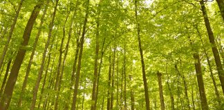 This summer, Kawartha Conservation is offering three guided nature walks at Ken Reid Conservation Area north of Lindsay (pictured), as well as walks at Pigeon River Headwaters Conservation Area, Windy Ridge Conservation Area, and Durham East Cross Forest. (Photo courtesy of Kawartha Conservation)