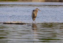 The Great Blue Heron is one of 16 local bird species vying to become the official bird of the City of Peterborough in a contest intended to raise awareness of the city's recent designation as an entry-level bird-friendly city. (Photo: City of Peterborough)