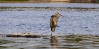 The Great Blue Heron is one of 16 local bird species vying to become the official bird of the City of Peterborough in a contest intended to raise awareness of the city's recent designation as an entry-level bird-friendly city. (Photo: City of Peterborough)