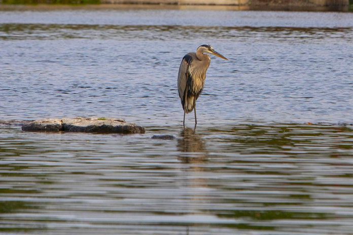 The Great Blue Heron is one of 16 local bird species vying to become the official bird of the City of Peterborough in a contest intended to raise awareness of the city's recent designation as an entry-level bird-friendly city. (Photo: City of Peterborough)
