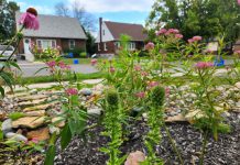A rain garden in Peterborough boasting beautiful pollinator friendly plants like Swamp Milkweed, Great Blue Lobelia, and Purple Coneflower. (Photo: Hayley Goodchild / GreenUP)