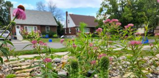 A rain garden in Peterborough boasting beautiful pollinator friendly plants like Swamp Milkweed, Great Blue Lobelia, and Purple Coneflower. (Photo: Hayley Goodchild / GreenUP)
