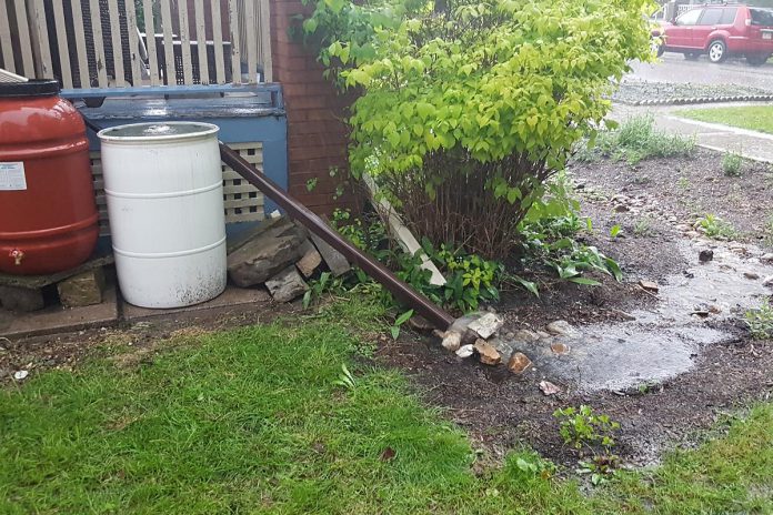 Watching diverted rainwater collect is half the fun of a newly planted rain garden. (Photo: Jenn McCallum / GreenUP)