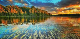 Emma Taylor's photo of manoomin (wild rice) growing in Chemong Lake was our top post on Instagram for July 2022. (Photo: Emma Taylor @justemmataylor / Instagram)