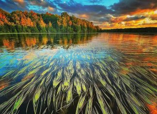 Emma Taylor's photo of manoomin (wild rice) growing in Chemong Lake was our top post on Instagram for July 2022. (Photo: Emma Taylor @justemmataylor / Instagram)