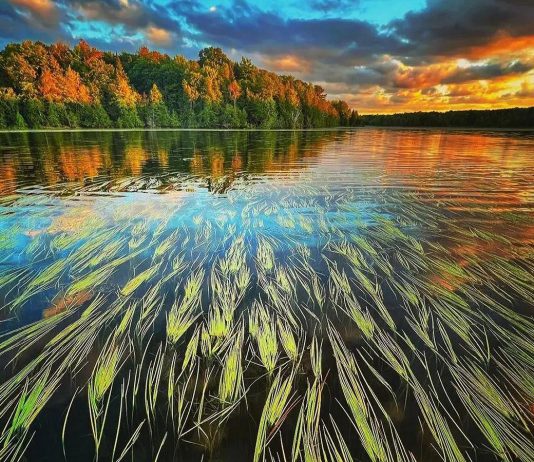 Emma Taylor's photo of manoomin (wild rice) growing in Chemong Lake was our top post on Instagram for July 2022. (Photo: Emma Taylor @justemmataylor / Instagram)