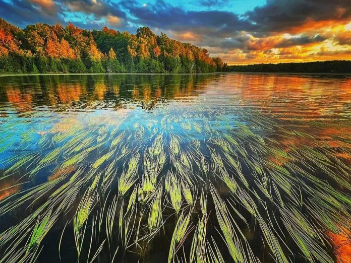 Emma Taylor's photo of manoomin (wild rice) growing in Chemong Lake was our top post on Instagram for July 2022. (Photo: Emma Taylor @justemmataylor / Instagram)