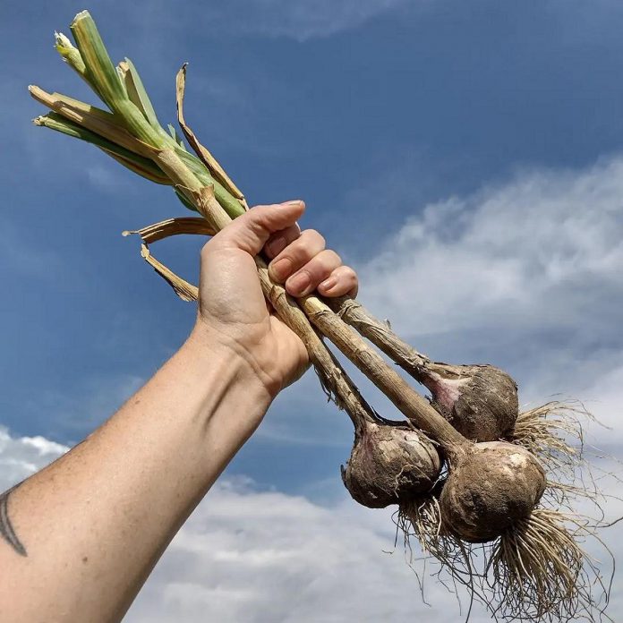 Graze & Gather sources from local farms, including from Garlicloves in Bethany and Minden. (Photo: Graze & Gather)