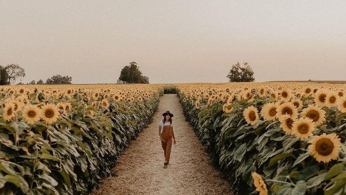 Ursula Kressibucher at her first sunflower farm in Beaverton, called The Sunflower Farm, which she opened in 2020. Buoyed by the success of that operation, the 29-year-old entrepreneur has also opened The Little Sunflower Farm in Lindsay. (Photo: Kailey Jane Photography)