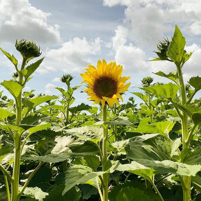 The first sunflower bloom at Ursula Kressibucher's The Little Sunflower Farm in Lindsay, which opened to visitors on August 26 and will remain open for the season until September 11, 2022. (Photo: The Sunflower Farm / Instagram) 