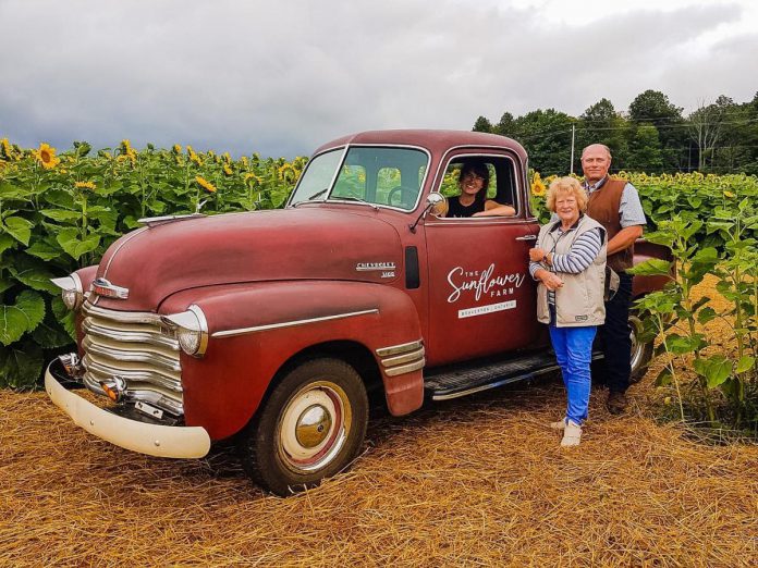Ursula Kressibucher (sitting in her 1950s-era truck) with her grandmother and uncle at The Sunflower Farm in Beaverton. Kressibucher, who was born and raised on her grandmother's poultry farm in Beaverton, decided to her hand at agri-tourism after her original career goals in Toronto didn't pan out. (Photo: The Sunflower Farm / Instagram) 