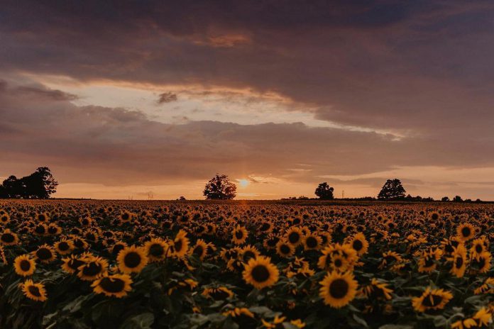 Sunset at The Sunflower Farm in Beaverton. Before harvesting the sunflowers for birdseed, Ursula Kressibucher opens her sunflower fields to visitors, including professional photographers.  (Photo: Kailey Jane Photography)