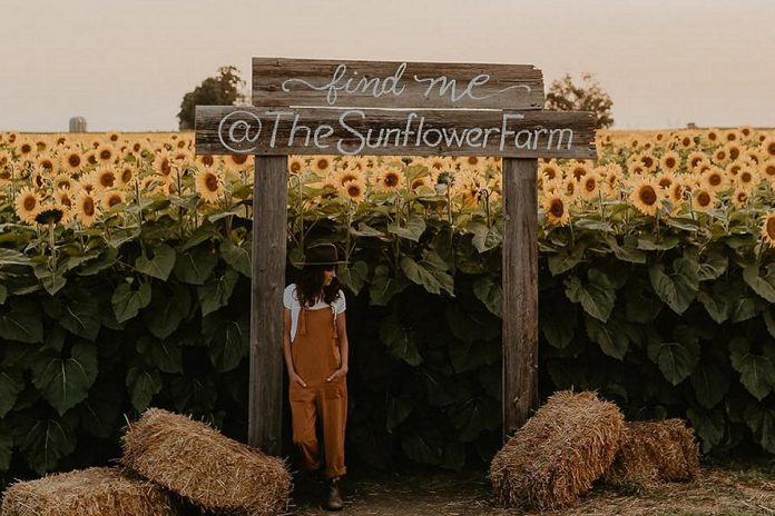 Ursula Kressibucher, at The Sunflower Farm in Beaverton, has opened a second sunflower farm at 347 Lindsay Street South in Lindsay, just north of Highway 7. (Photo: Kailey Jane Photography)