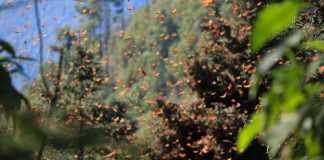 Mexico's Monarch Butterfly Biosphere Reserve, located on the border of the state of Michoacán, is a world heritage site containing most of the over-wintering sites of the eastern population of the monarch butterfly. Juan Antonio Ixtláhuac, mayor of the city of Zitácuaro in Michoacán, is one of the special guests from Mexico who will attend the 'Zitacuaro Summit' at the Market Hall in Peterborough on September 10, 2022, sharing a message of monarch butterfly conservation. (Photo: Monarch Ultra)