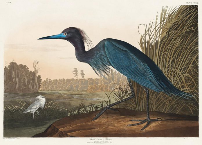 A digitally enhanced 1827 illustration of a great blue heron (also known as a blue crane) by American artist, naturalist, and ornithologist John James Audubon, after whom the Audubon Society is named. (Photo: Rawpixel, CC BY-SA 4.0 via Wikimedia)
