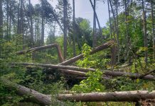 The Ganaraksa Forest has been closed since the May 21, 2022 derecho storm, described as the largest natural disaster to ever impact the forest. Since the storm, there have beeen multiple logging operations, including salvage harvest operations of storm-damaged trees, along with trail-clearing recovery work. (Photo: Ganaraska Region Conservation Authority)