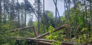 The Ganaraksa Forest has been closed since the May 21, 2022 derecho storm, described as the largest natural disaster to ever impact the forest. Since the storm, there have beeen multiple logging operations, including salvage harvest operations of storm-damaged trees, along with trail-clearing recovery work. (Photo: Ganaraska Region Conservation Authority)