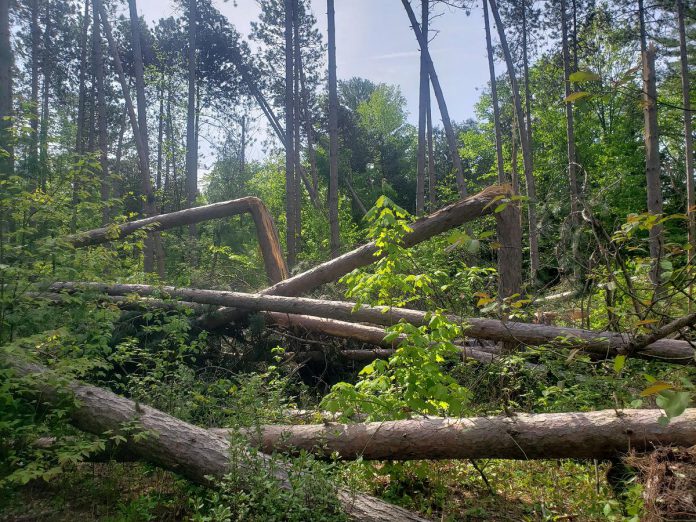 The Ganaraksa Forest has been closed since the May 21, 2022 derecho storm, described as the largest natural disaster to ever impact the forest. Since the storm, there have beeen multiple logging operations, including salvage harvest operations of storm-damaged trees, along with trail-clearing recovery work. (Photo: Ganaraska Region Conservation Authority)