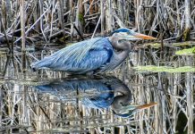 Peterborough photographer Brian Parypa took this photo of a great blue heron at rest in April 2021. (Photo: Brian Parypa @bparypa73 / Instagram)