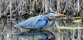 Peterborough photographer Brian Parypa took this photo of a great blue heron at rest in April 2021. (Photo: Brian Parypa @bparypa73 / Instagram)
