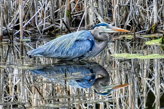 Peterborough photographer Brian Parypa took this photo of a great blue heron at rest in April 2021. (Photo: Brian Parypa @bparypa73 / Instagram)