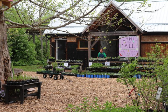 Vern Bastable, director of GreenUP Ecology Park and landscape programs, at the park's Native Plant & Tree Nursery at 1899 Ashburnham Drive in Peterborough. (Photo: GreenUP / Facebook)