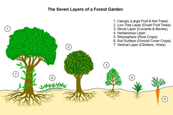 Research through GreenUP's Planting for Our Fruiture paper suggests that food forests are meant to mimic natural ecosystems, a designed community of mutually beneficial plants and animals intended to produce food. (Edited Diagram: Graham Burnett)