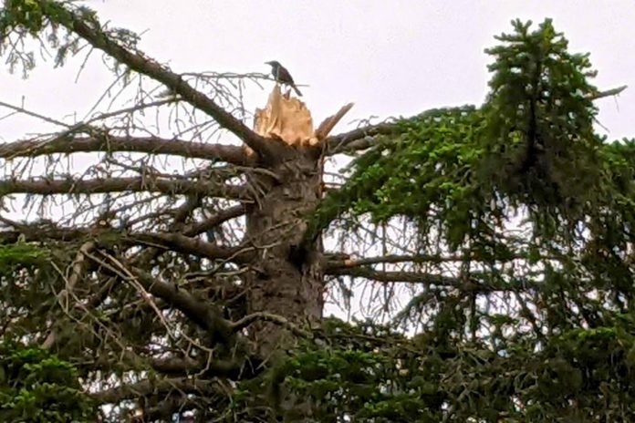 A bird perches on the stump of a tree in Beavermead Park after the May 2022 derecho storm that destroyed or damaged trees and green spaces across Nogojiwanong/Peterborough. Ecological grief is a relatively new term for a recent phenomenon that explains the intense feelings that people may experience as a result of climate-related losses to species, ecosystems and landscapes. (Photo: Bruce Head / kawarthaNOW)