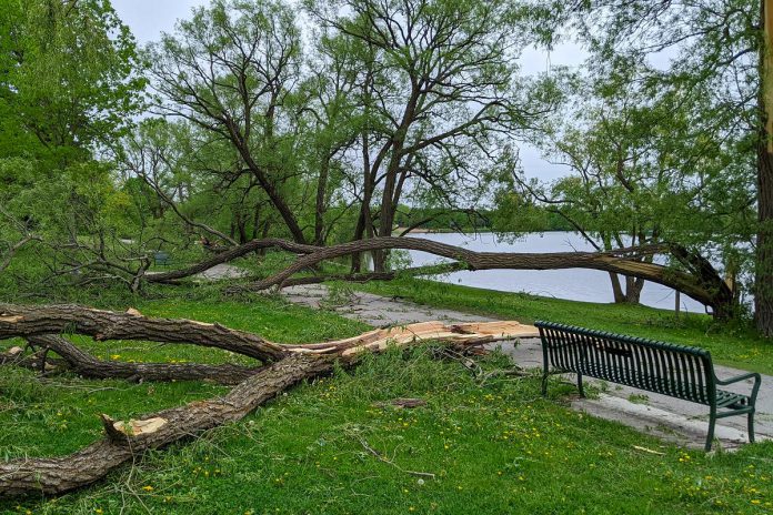 A few of the many trees lost at Rogers Cove Park in Nogojiwanong/Peterborough after the May 2022 derecho storm. The City of Peterborough has since planted a number of new trees throughout the park. (Photo: Bruce Head / kawarthaNOW)