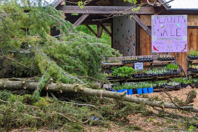 Downed trees at the GreenUP Ecology Park Native Plant & Tree Nursery after the May 2022 derecho storm. This fall, GreenUP staff are replanting some of the many trees lost in Ecology Park. For those looking to plant new trees to replace ones lost in the storm, the nursery remains open until October 7. (Photo: Bruce Head / kawarthaNOW)