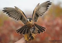 The Kawartha Fall Festival, taking place at Ken Reid Conservation Area near Lindsay from October 1 to 10, 2022, will feature family-friendly activities including a birds of prey demonstration on Sunday, October 2 with Royal Canadian Falconry. (Photo: Janet Griffin)