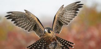 The Kawartha Fall Festival, taking place at Ken Reid Conservation Area near Lindsay from October 1 to 10, 2022, will feature family-friendly activities including a birds of prey demonstration on Sunday, October 2 with Royal Canadian Falconry. (Photo: Janet Griffin)