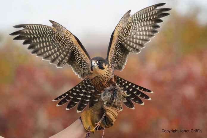 The Kawartha Fall Festival, taking place at Ken Reid Conservation Area near Lindsay from October 1 to 10, 2022, will feature family-friendly activities including a birds of prey demonstration on Sunday, October 2 with Royal Canadian Falconry. (Photo: Janet Griffin)