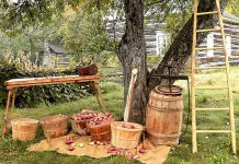 There will be lots of apples (including a pie-eating contest) during Applefest at Lang Pioneer Village Museum in Keene on October 2, 2022, as well as historic demonstrations, military drill and marching demonstrations, horse-drawn wagon rides, live music, and activities for the kids. (Photo: Larry Keeley)