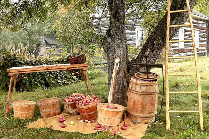 There will be lots of apples (including a pie-eating contest) during Applefest at Lang Pioneer Village Museum in Keene on October 2, 2022, as well as historic demonstrations, military drill and marching demonstrations, horse-drawn wagon rides, live music, and activities for the kids. (Photo: Larry Keeley)