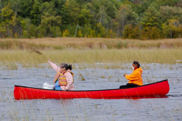 A screenshot from the short film "Mnoomin: Gift of the Creator" about the first Mnoominkewin gathering in 2020 to celebrate nnoomin (wild rice) and Indigenous food sovereignty. The 2022 gathering takes place on Saturday, September 24 at Lance Woods Park in Curve Lake First Nation.