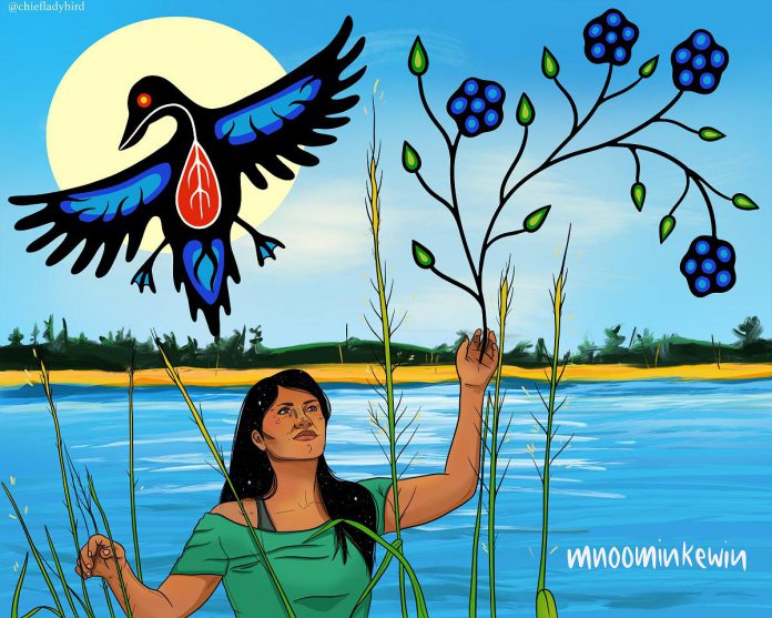 Anishinaabe and Potawatomi artist Chief Lady Bird created this illustration for Mnoominkewin. (Illustration: Chief Lady Bird)