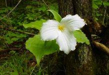 A trillium in Pipers' Woods, a 61-acre mature woodlot in Peterborough County. The two owners have donated the property to Kawartha Land Trust to ensure the forest's flora and fauna will not be disturbed by future development or logging. Situated on limestone bedrock with shallow soil, the older trees and abundance of wildflowers on the property took many years to establish themselves. (Photo courtesy of Kawartha Land Trust)