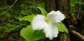 A trillium in Pipers' Woods, a 61-acre mature woodlot in Peterborough County. The two owners have donated the property to Kawartha Land Trust to ensure the forest's flora and fauna will not be disturbed by future development or logging. Situated on limestone bedrock with shallow soil, the older trees and abundance of wildflowers on the property took many years to establish themselves. (Photo courtesy of Kawartha Land Trust)
