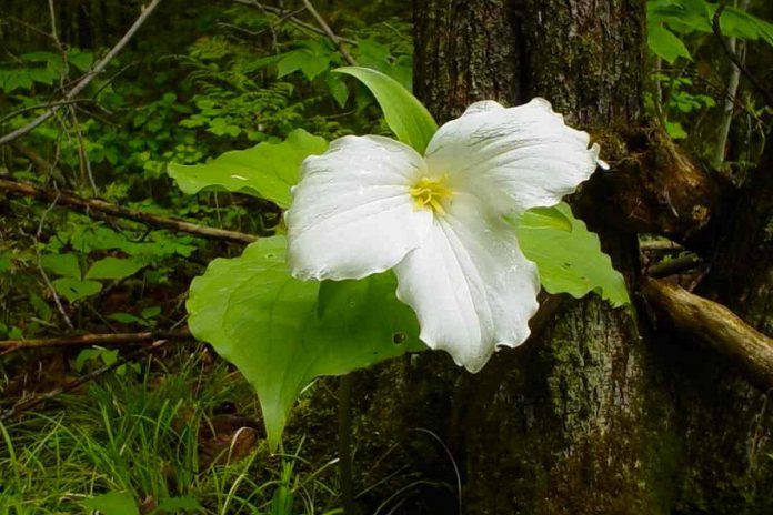 A trillium in Pipers' Woods, a 61-acre mature woodlot in Peterborough County. The two owners have donated the property to Kawartha Land Trust to ensure the forest's flora and fauna will not be disturbed by future development or logging. Situated on limestone bedrock with shallow soil, the older trees and abundance of wildflowers on the property took many years to establish themselves. (Photo courtesy of Kawartha Land Trust)