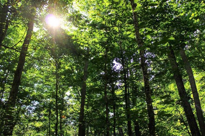 The deciduous forest in Pipers' Woods hosts sugar maple and red and white oak, as well as butternut, which has been identified as "endangered" under Ontario's Endangered Species Act. (Photo courtesy of Kawartha Land Trust)