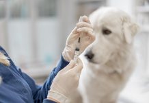A veterinarian prepares a rabies vaccination for a dog. (Stock photo)