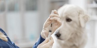 A veterinarian prepares a rabies vaccination for a dog. (Stock photo)