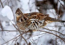 Ruffed grouse, sometimes referred to as a partridge, is by far the most popular small game species among hunters in Ontario. (Photo: Mark Raycroft Photography)