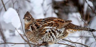 Ruffed grouse, sometimes referred to as a partridge, is by far the most popular small game species among hunters in Ontario. (Photo: Mark Raycroft Photography)