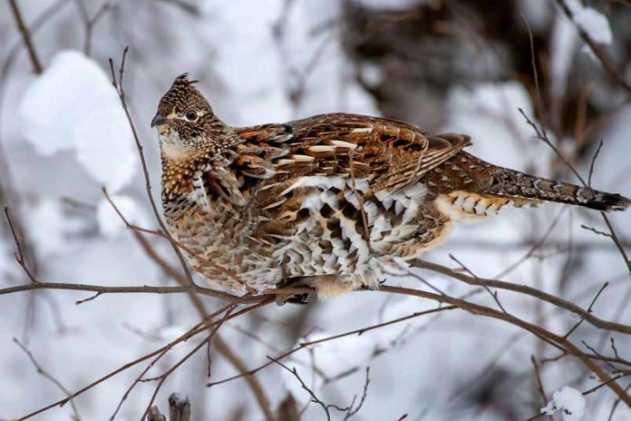 Ruffed grouse, sometimes referred to as a partridge, is by far the most popular small game species among hunters in Ontario. (Photo: Mark Raycroft Photography)