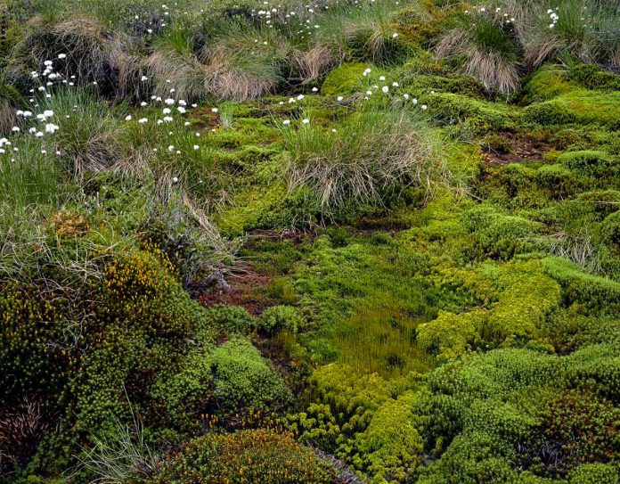 "Mosses" (2015, photographic print on Epson Semi lustre paper in maple frame with museum glass, 40" x 50") by Peterborough photographer Arnold Zageris is one of the many artworks donated by local artists for the Art Gallery of Peterborough's annual "It's All About ART" online auction, running October 21 to November 5, 2022 in support of the Gallery's exhibitions, programs, and educational opportunities. (Photo courtesy of the Art Gallery of Peterborough)