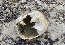 While on vacation in Nova Scotia, Peterborough's Paul Rellinger Jr. and his wife Olivia were walking along Big Glace Bay Beach at Port Caledonia on Cape Breton Island, along with their friend Robyn, when they found a suspected human skull. (Photo: Paul Rellinger Jr.)