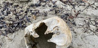 While on vacation in Nova Scotia, Peterborough's Paul Rellinger Jr. and his wife Olivia were walking along Big Glace Bay Beach at Port Caledonia on Cape Breton Island, along with their friend Robyn, when they found a suspected human skull. (Photo: Paul Rellinger Jr.)